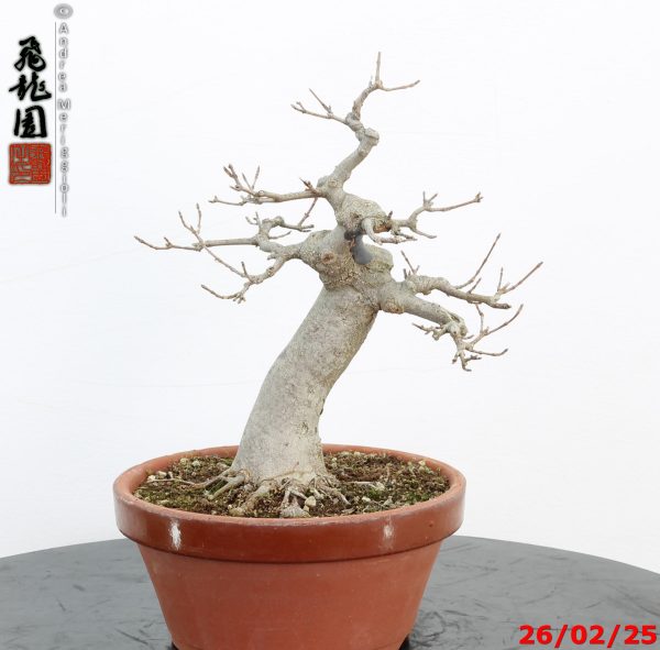 Acer buergerianum - Image 9