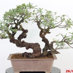 Quercus ilex