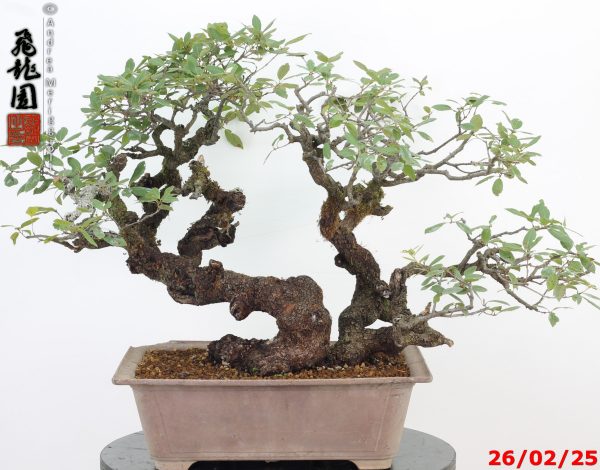 Quercus ilex