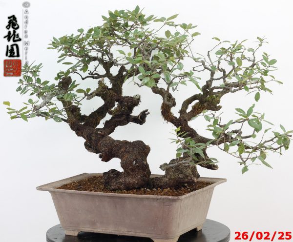 Quercus ilex - Image 2