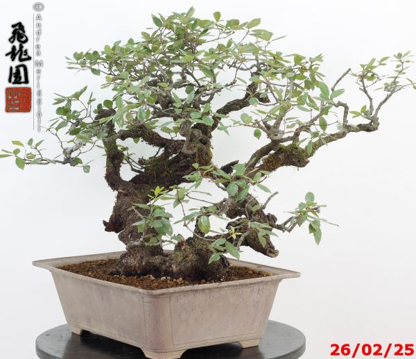 Quercus ilex - Image 3