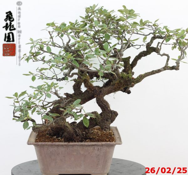 Quercus ilex - Image 4