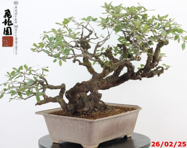 Quercus ilex - Image 5