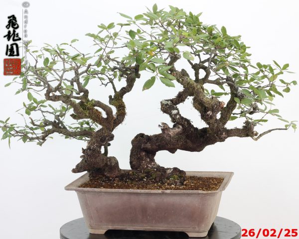 Quercus ilex - Image 6