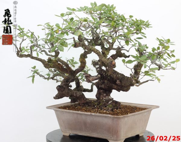 Quercus ilex - Image 7