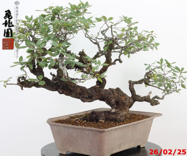 Quercus ilex - Image 10