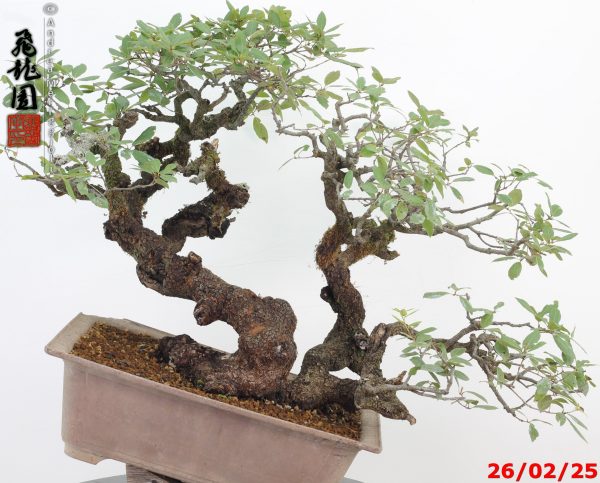 Quercus ilex - Image 11