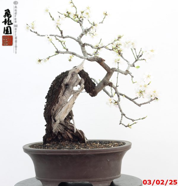 Prunus amygdalus - Image 7