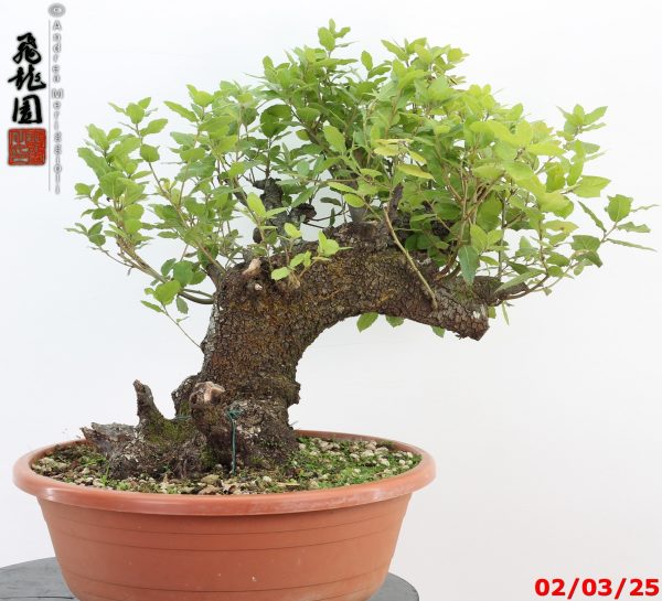 Quercus ilex - immagine 2