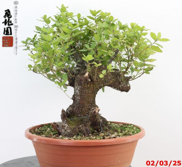 Quercus ilex - immagine 3