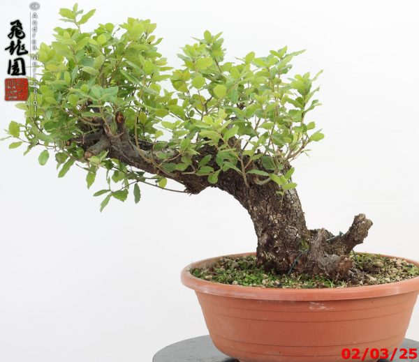 Quercus ilex - immagine 4