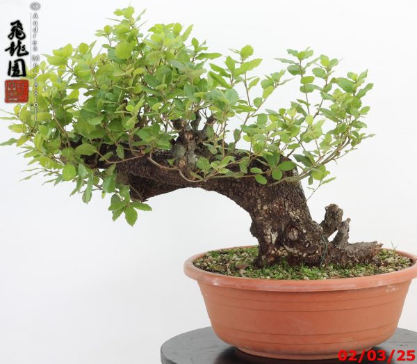 Quercus ilex - immagine 5