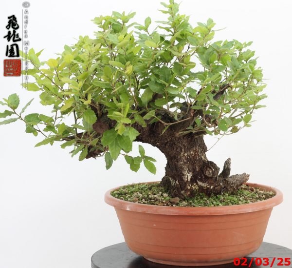 Quercus ilex - immagine 6