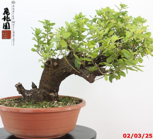 Quercus ilex - immagine 8