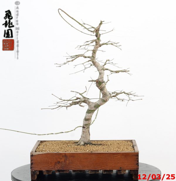Acer palmatum