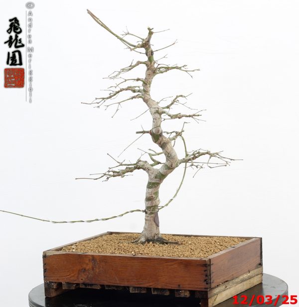 Acer palmatum - Image 2