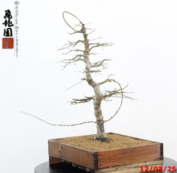 Acer palmatum - Image 3
