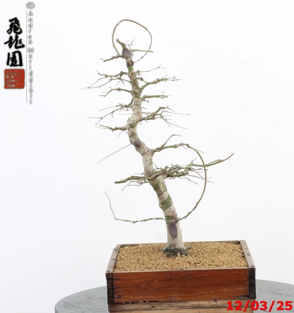 Acer palmatum - Image 4