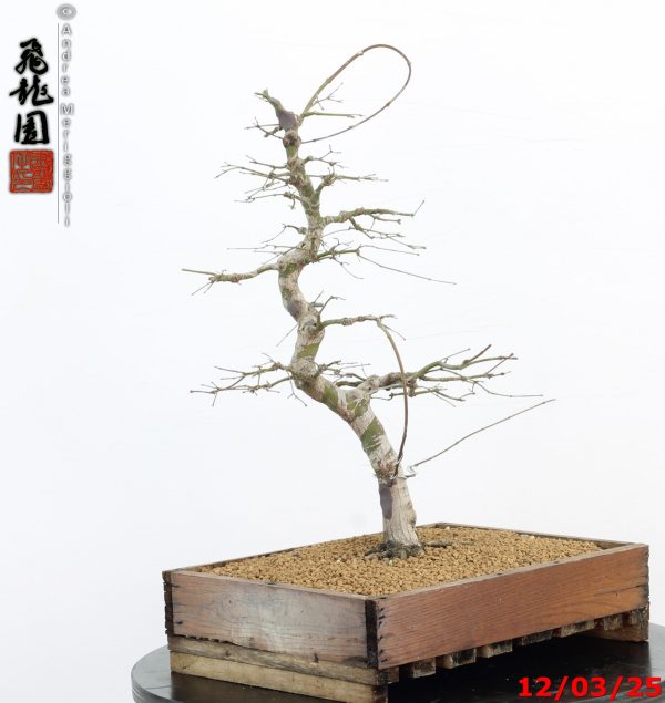 Acer palmatum - Image 5