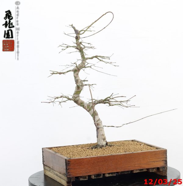 Acer palmatum - Image 6