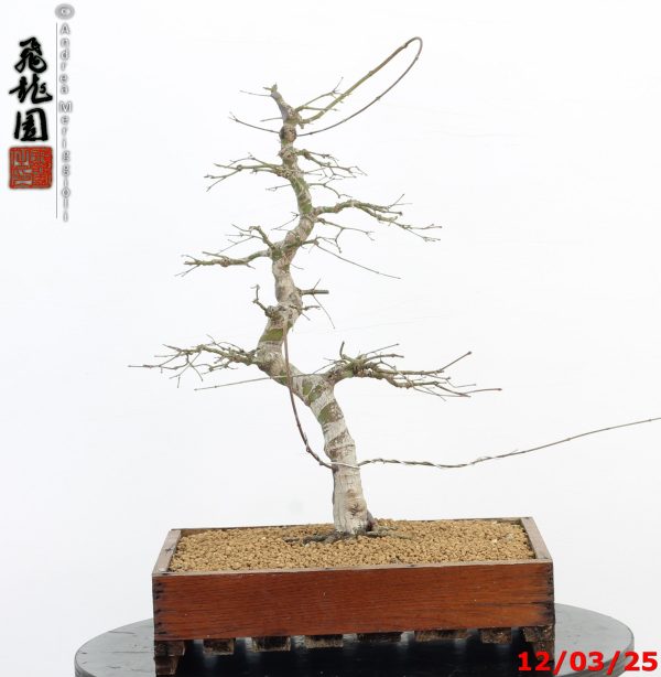 Acer palmatum - Image 7