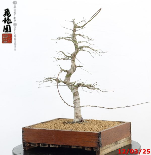 Acer palmatum - Image 8