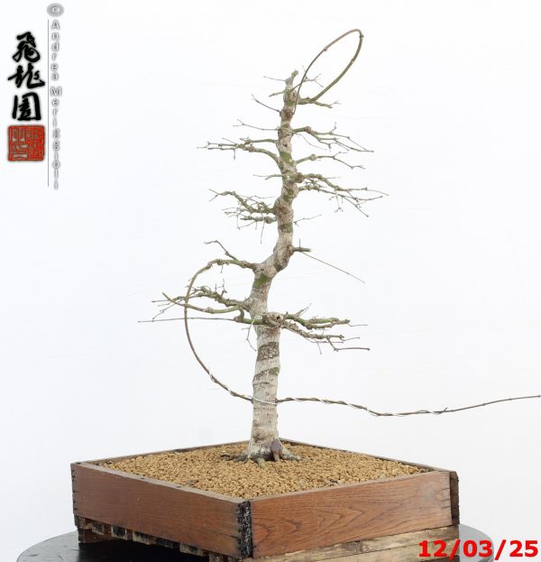 Acer palmatum - Image 9