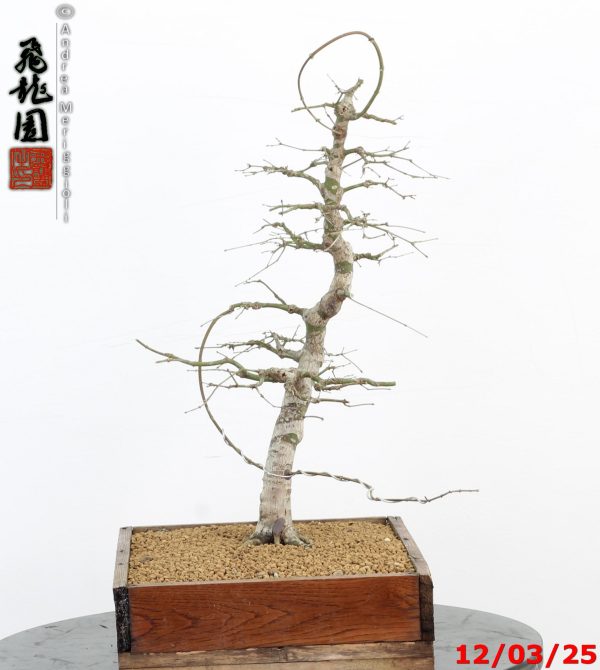 Acer palmatum - Image 10