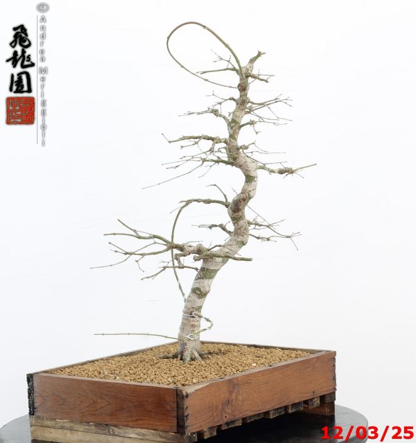 Acer palmatum - Image 11