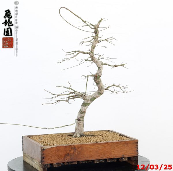 Acer palmatum - Image 12