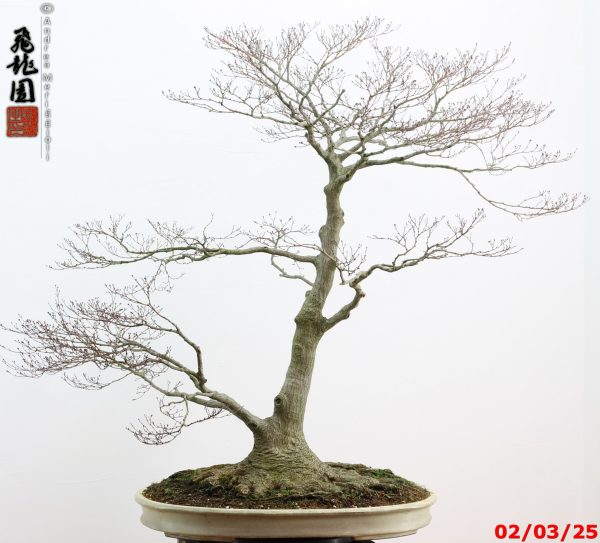 Acer palmatum - immagine 2