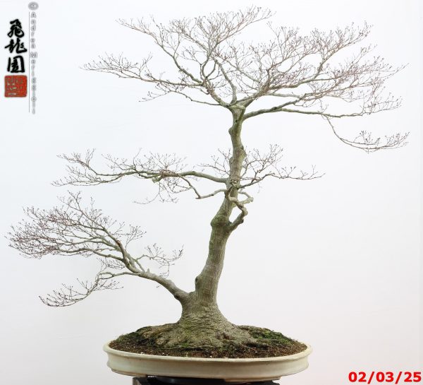 Acer palmatum - immagine 3