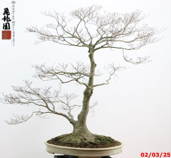 Acer palmatum - immagine 4