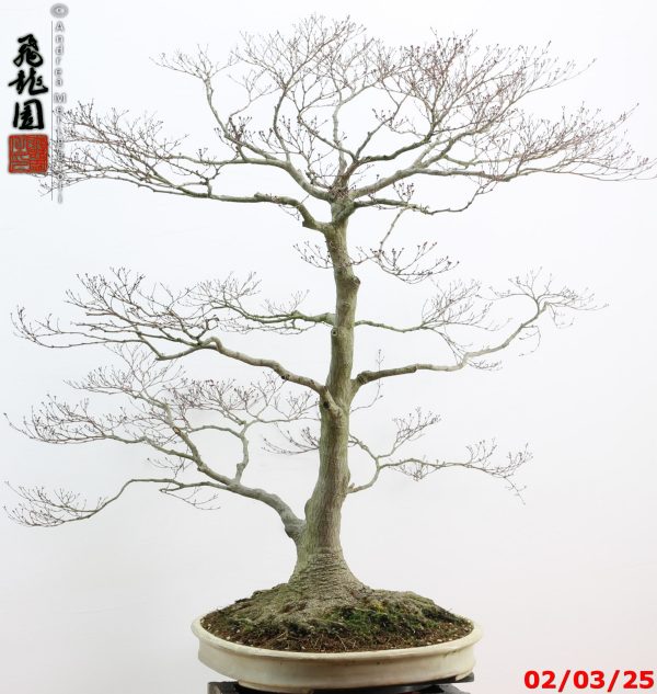 Acer palmatum - immagine 5