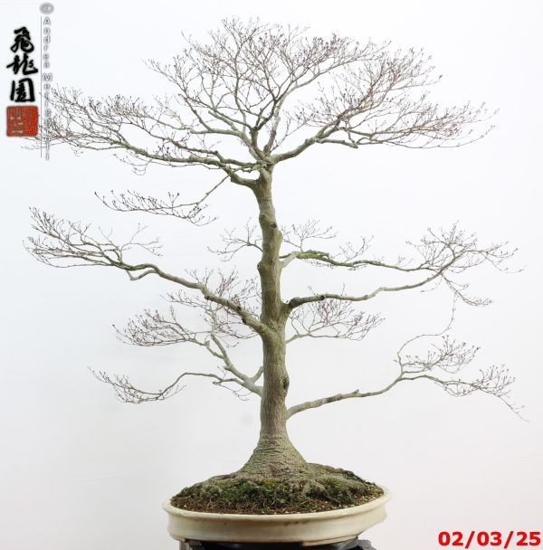 Acer palmatum - immagine 6