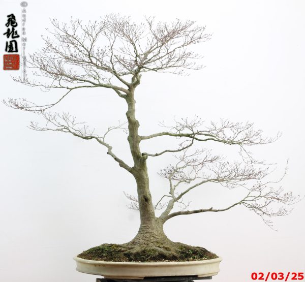 Acer palmatum - immagine 7