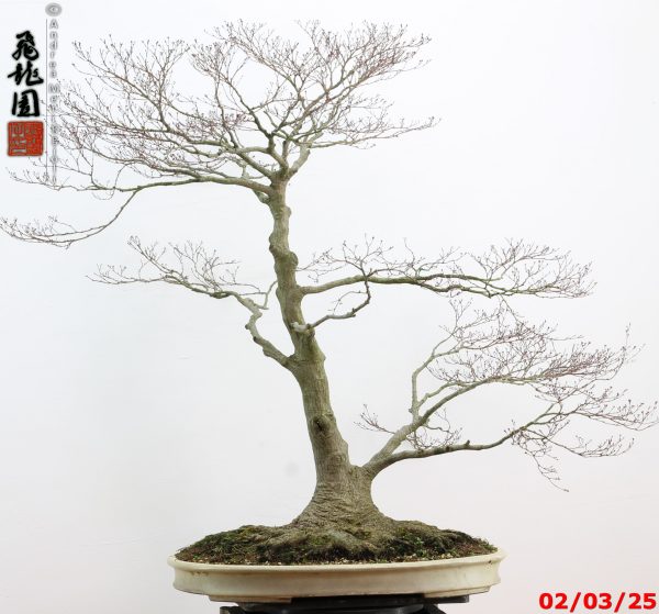 Acer palmatum - immagine 8