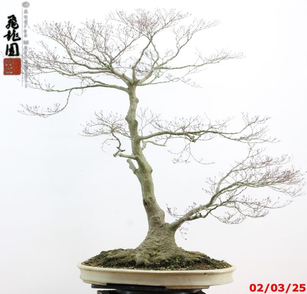 Acer palmatum - immagine 9