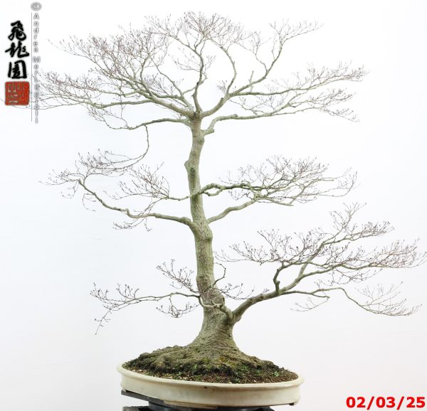 Acer palmatum - immagine 10