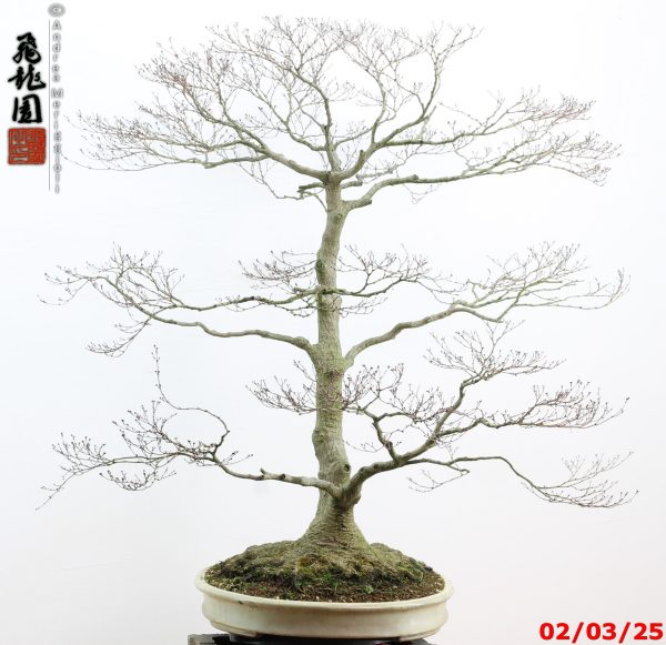 Acer palmatum - immagine 11