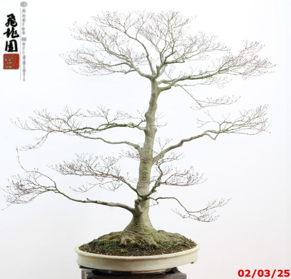 Acer palmatum - immagine 12