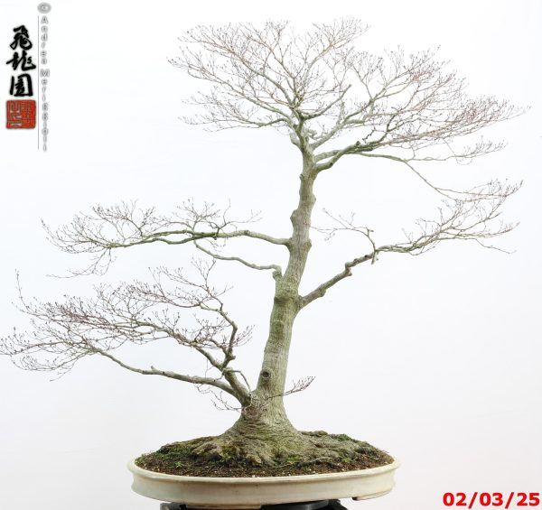 Acer palmatum - immagine 13