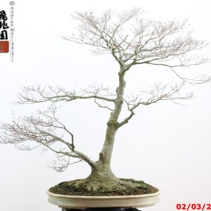 Acer palmatum