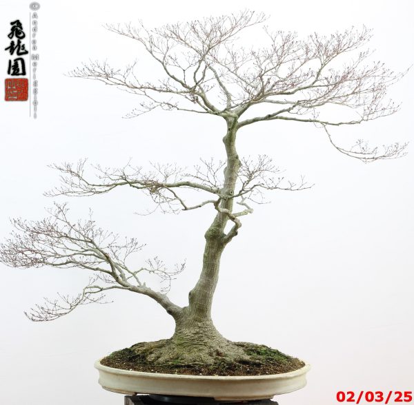 Acer palmatum - immagine 14