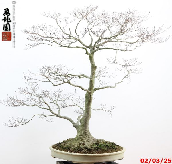 Acer palmatum - immagine 15