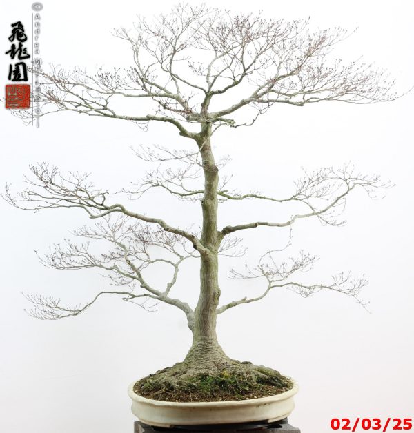 Acer palmatum - immagine 16