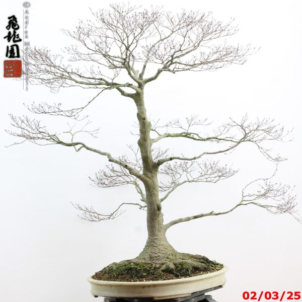 Acer palmatum - immagine 17