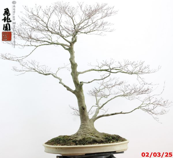 Acer palmatum - immagine 18