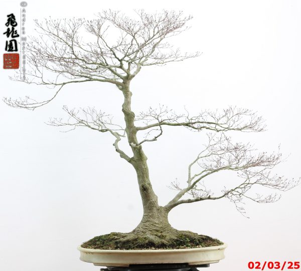 Acer palmatum - immagine 19