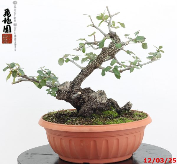 Quercus ilex
